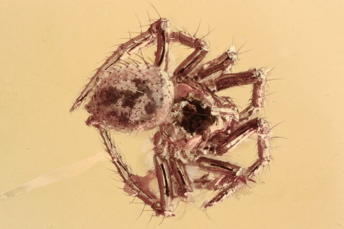 Tiny Fossil Spider (Araneae) In Baltic Amber #330685